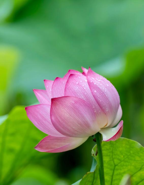 美国严打“赴美产子”，移民政策再收紧！
亲爱的朋友们大家好，我是海林小百科！今天