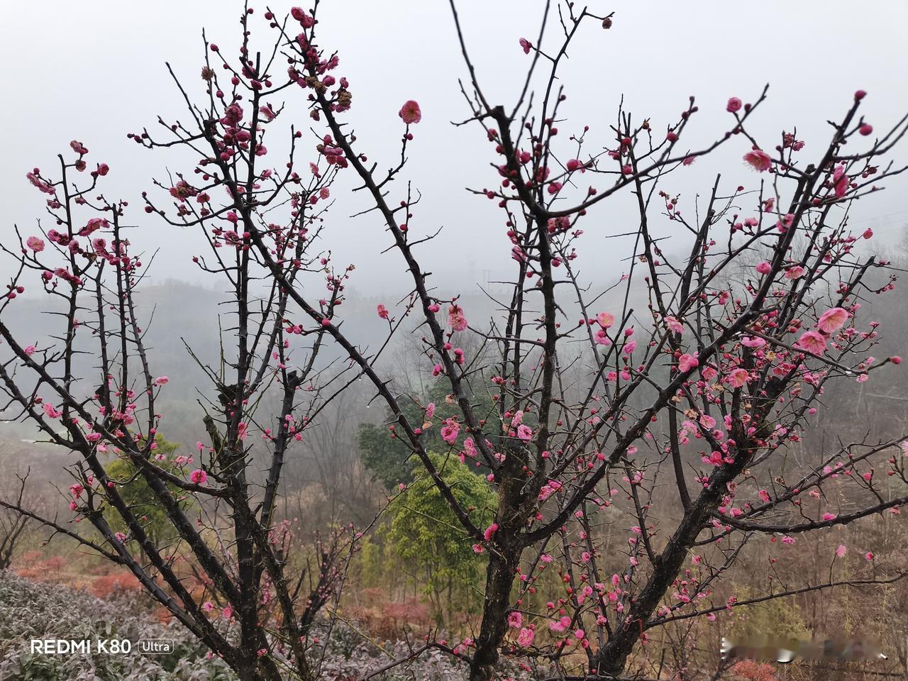 雨中盛开的梅花，那是一幅绝美又坚韧的画面。雨滴如银线般落下，打在娇艳的花瓣上，梅