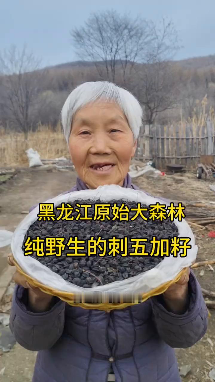 黑龙江原始大森林，纯野生的刺五加籽。
我家是小兴安岭的主脉，原始大森林。这是我们