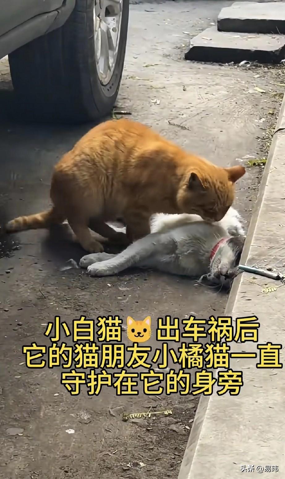 泪目了！一只橘猫和一只小白猫是好朋友，它们一起流浪，一起玩耍，一起晒太阳，非常开