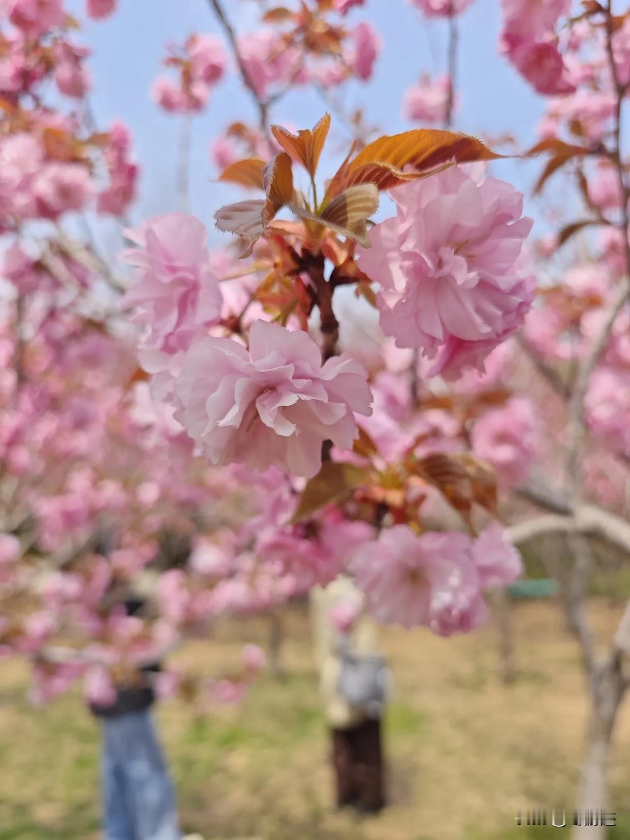 春天来看花，大连植物园，是大连赏花的好去处。
樱花🌸满园，真的是有种春意盎然的