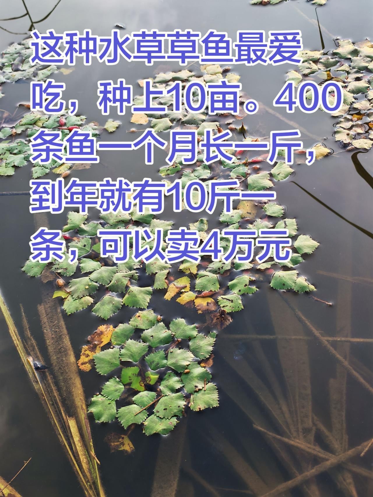 这种水草草鱼最爱吃的，养鱼 鱼塘