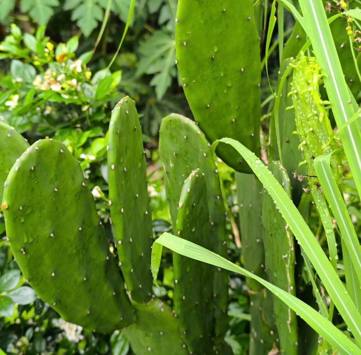 种植  种植 仙人掌的种植方法一、土壤选择选择排水良好、疏松透气的土壤，如沙壤土