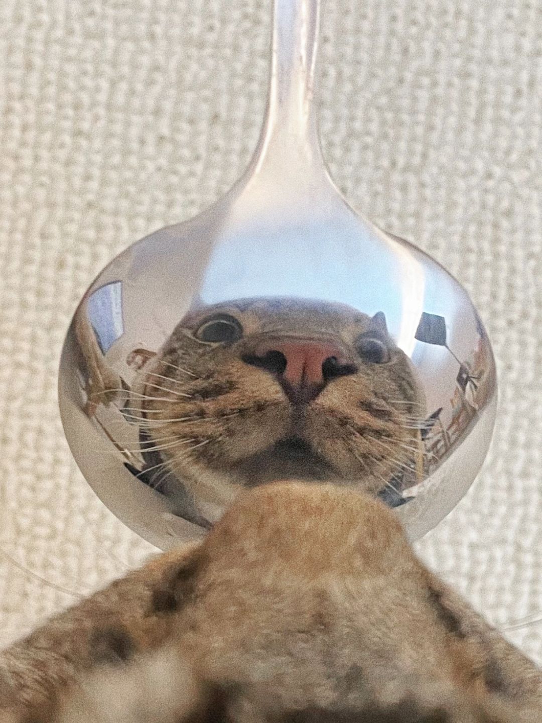 有的丑猫一照镜子就原形毕露了...