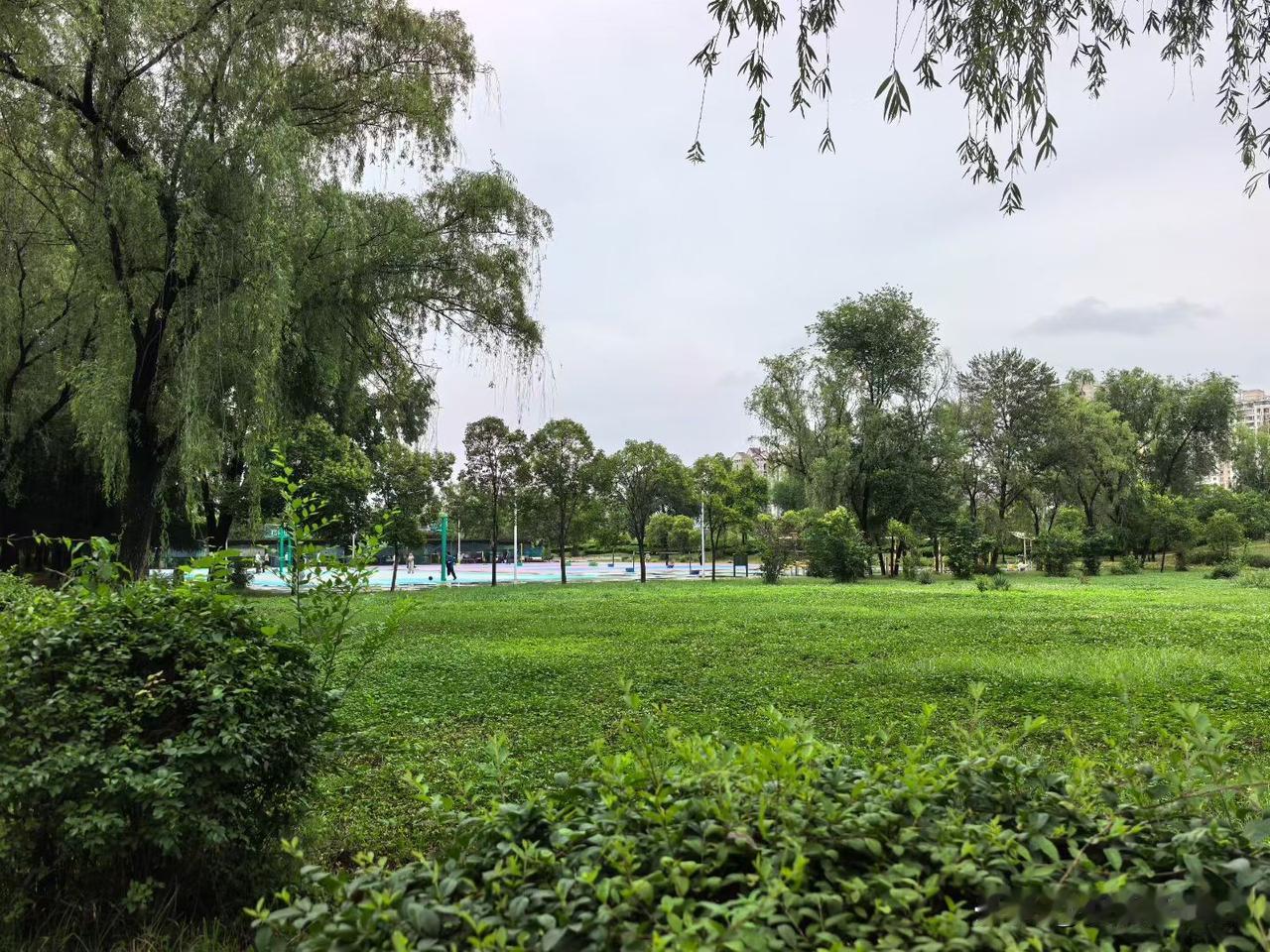 绿意盎然的公园，阳光洒满草地，静享美好时光