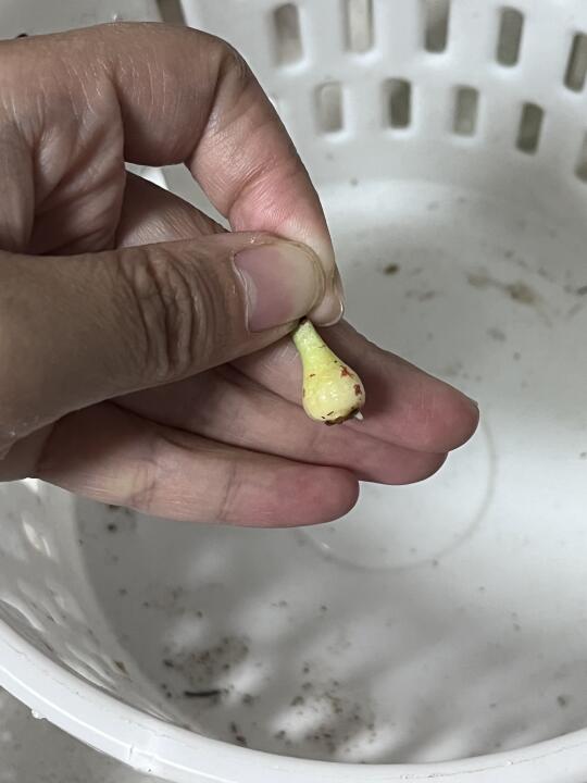 朱顶红一晚上生根的状况