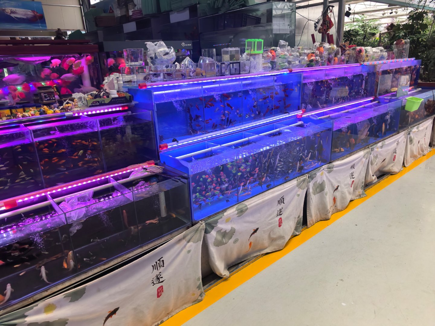 来花鸟市场采购了