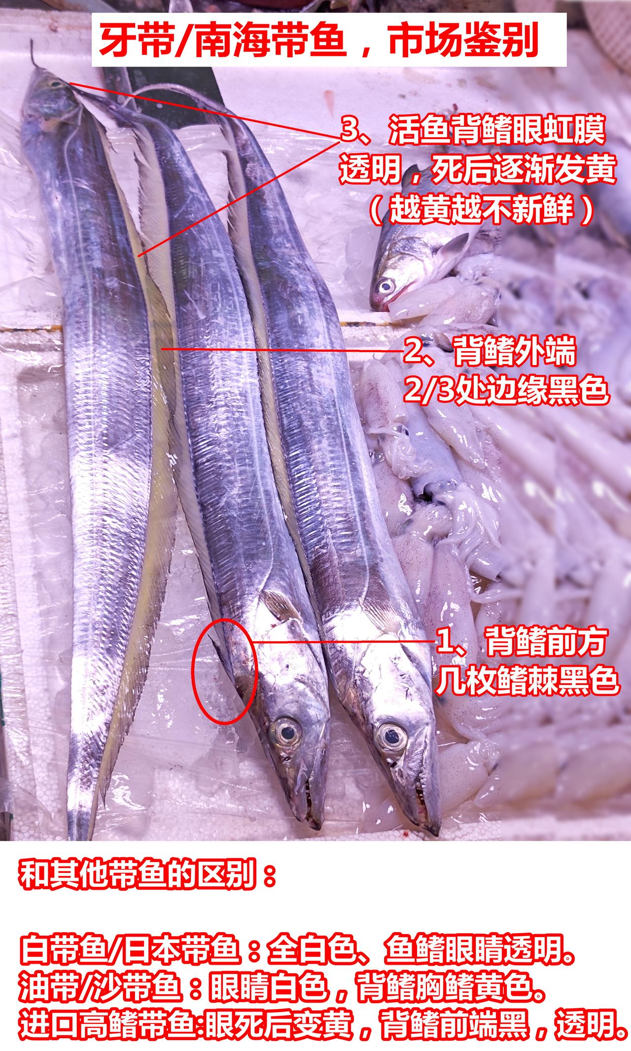 牙带/南海带鱼，鉴别：越黄越不新鲜

南海带鱼/Trichiurus nanha