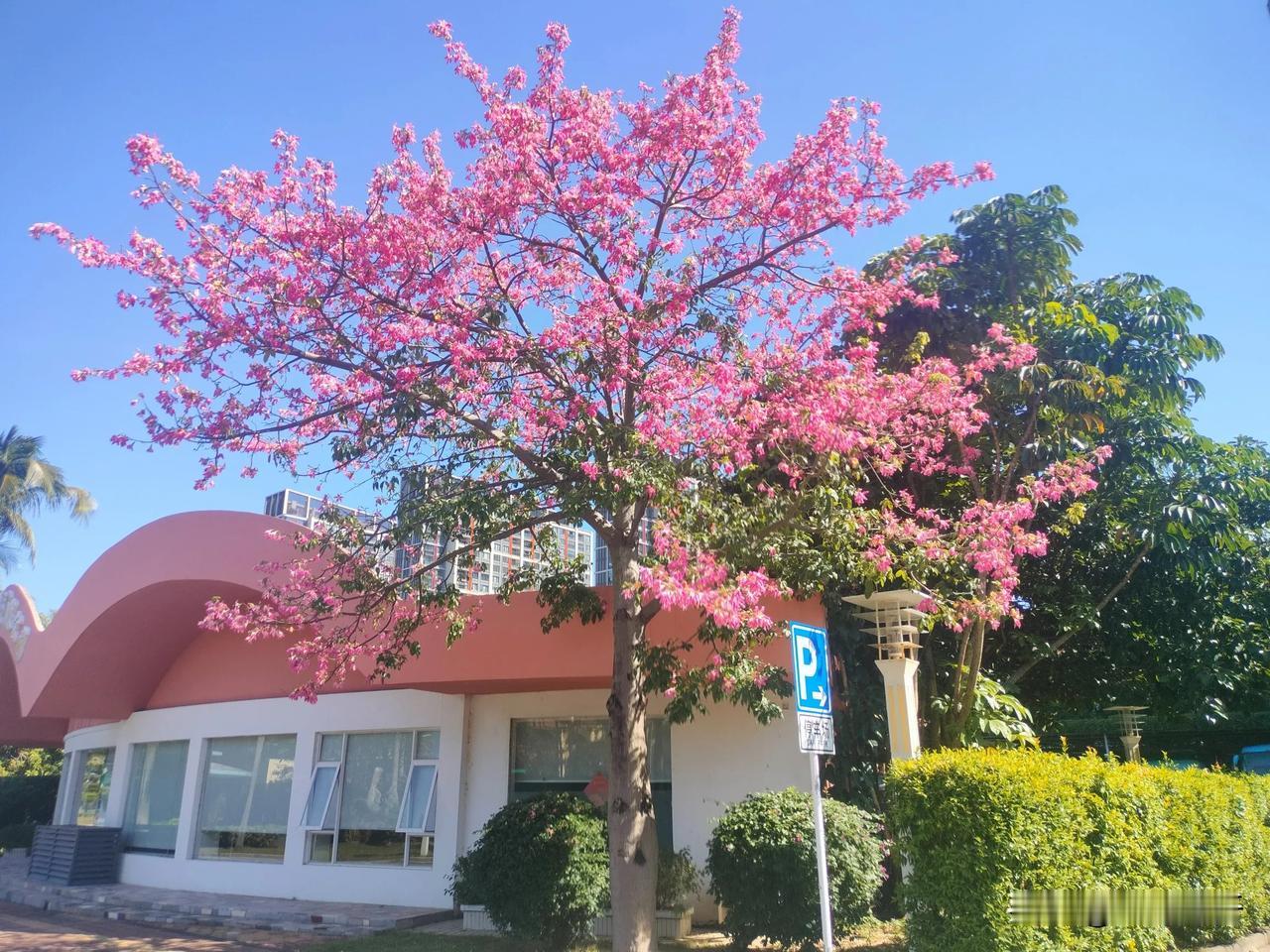 珠海的冬季
不用去横琴花海长廊，
也能见到一树一树花开。
遍布城市的各个角落，