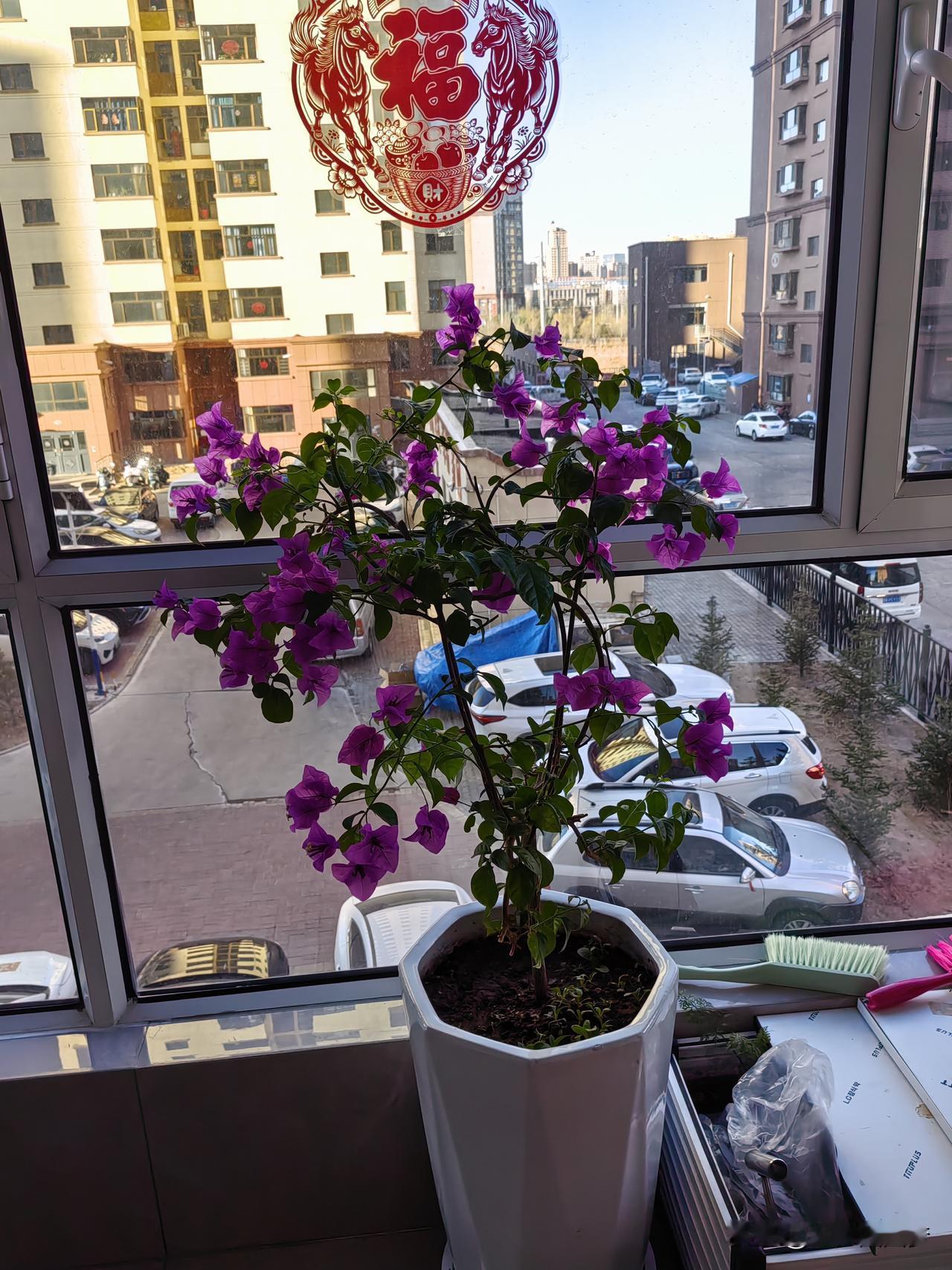 每天早上5:30起床，在阳台上浇花。然后开始写头条，这时，静悄悄的，时光仿佛都停