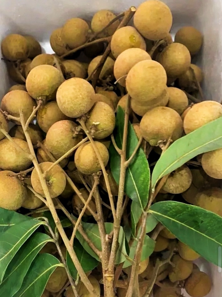 来吃龙眼 