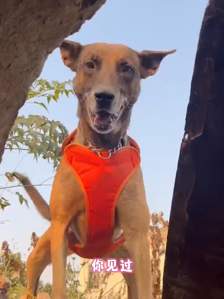 你见过救你不救男的搜救犬吗？训练场上它直奔向被困女生，面对男性它本能后退二十秒嚎