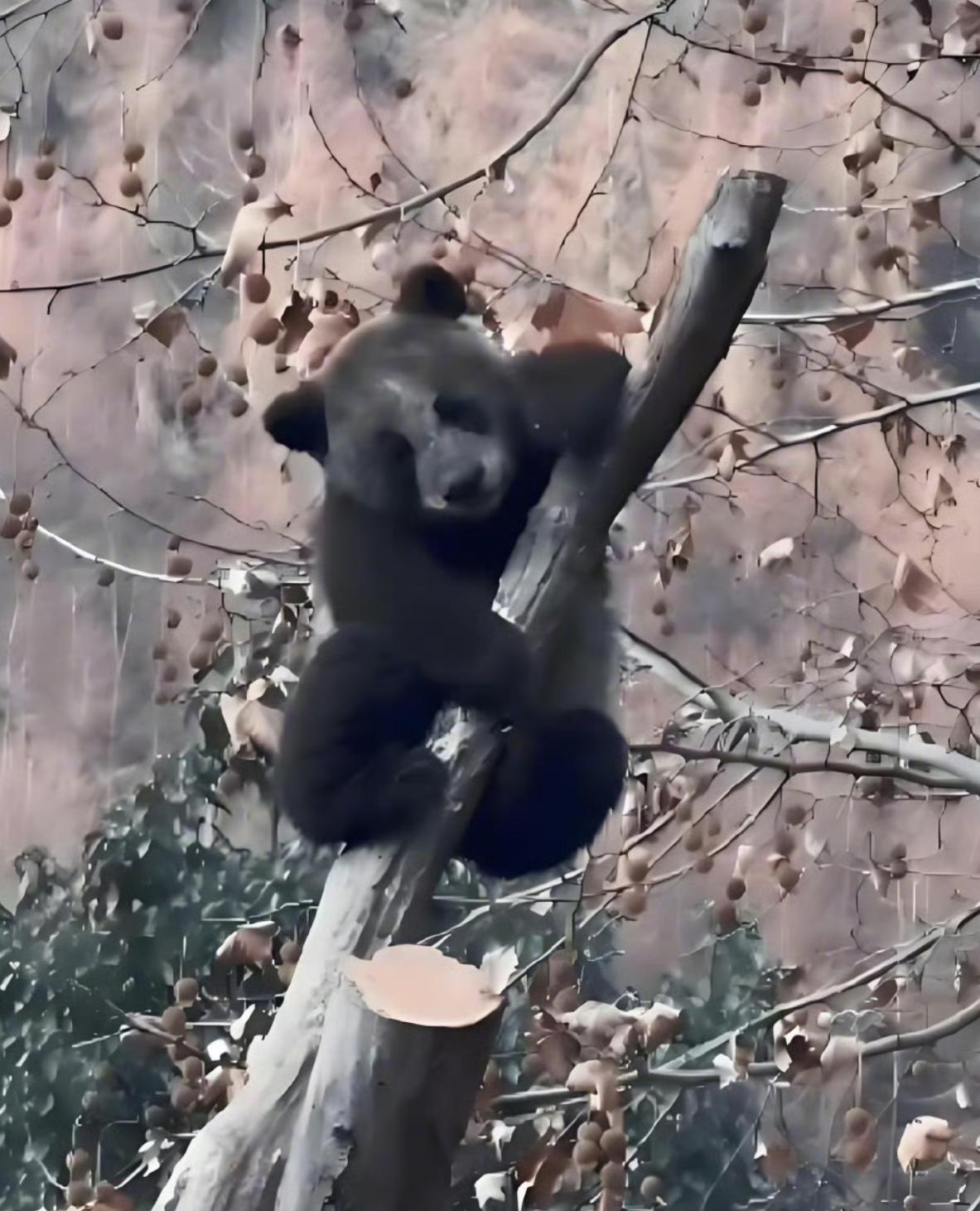 最近全网都被一只黑煤球熊猫刷屏了。卧龙神树坪基地的苏锦崽，趴在树枝上黑得发亮，连