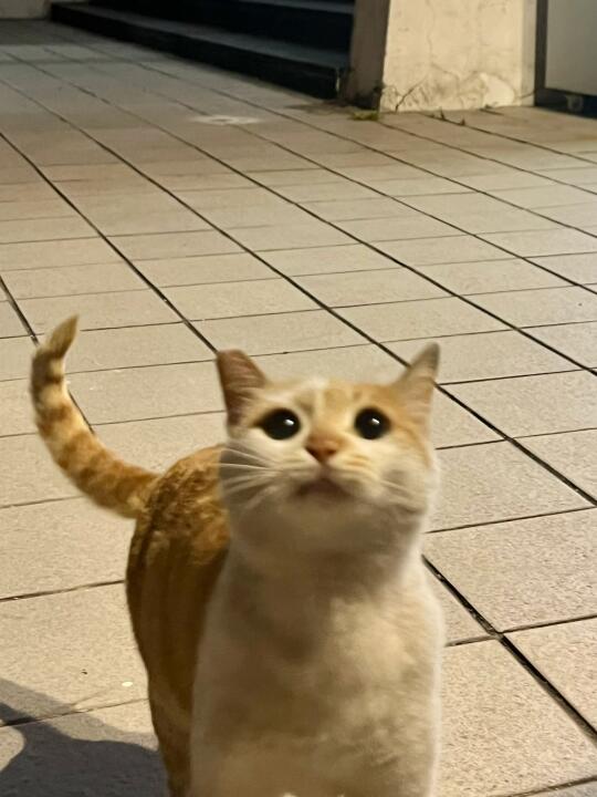 看看你家大眼睛小猫！