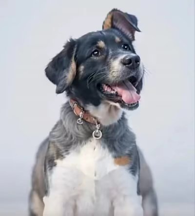 最后7秒，落后8分，黄蜂教练喊了个暂停，然后回来直接一个失误！最后3秒，还犯规战