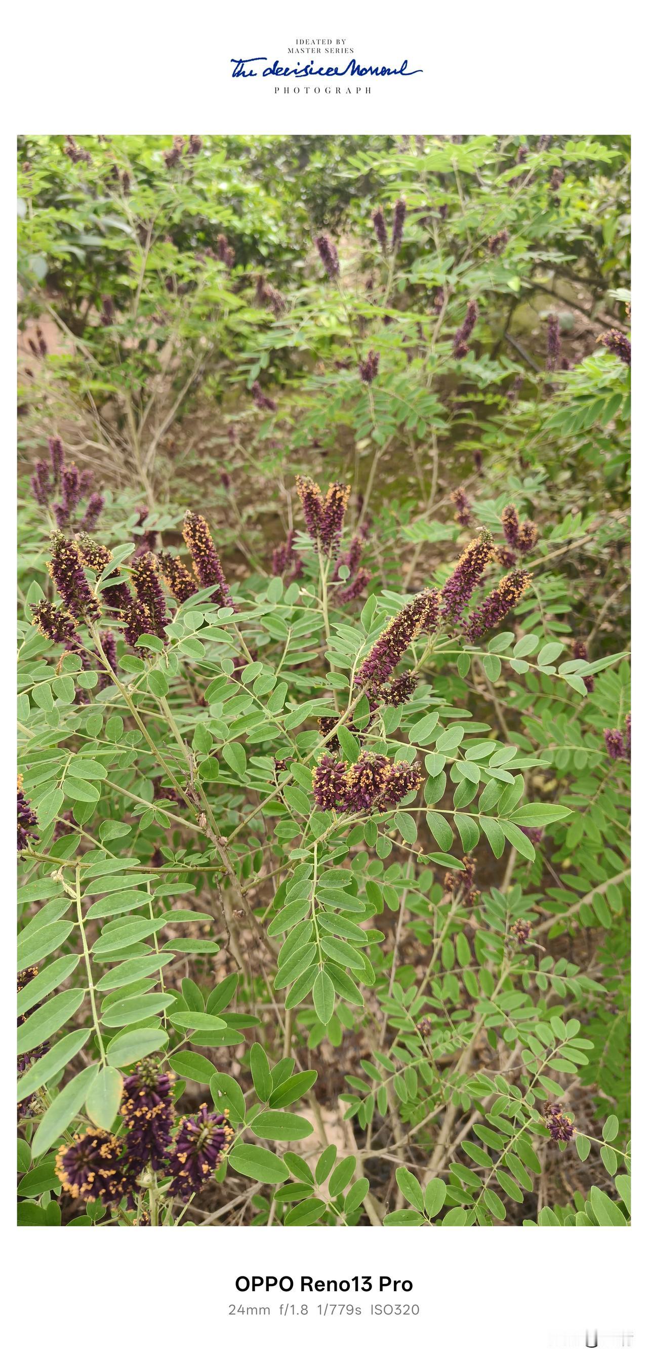 后山偶遇紫穗槐，不起眼的它，藏着最旺的生机。[赞][赞][赞]
 
今天在后山散