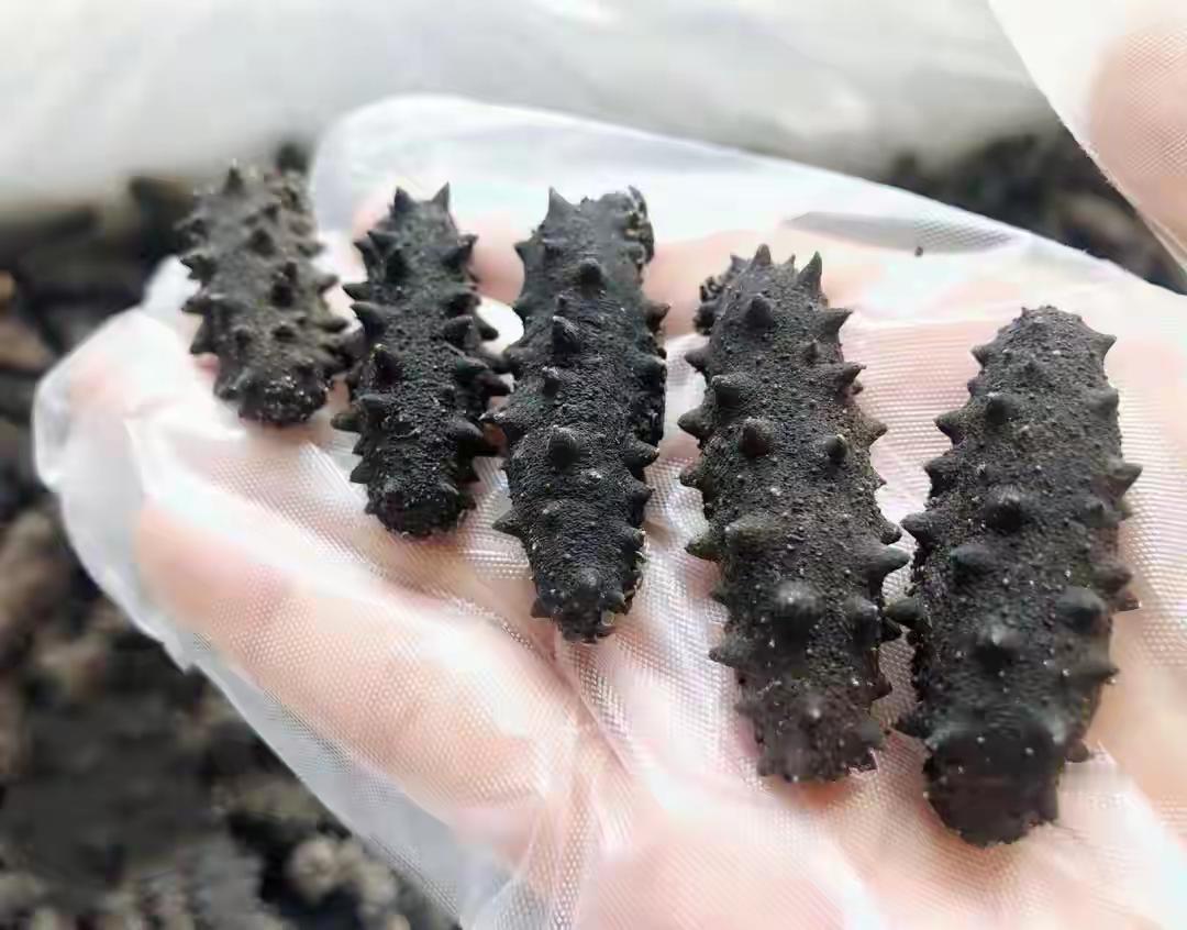 北纬39°品质加冕，南北海参品质差异定乾坤
 
北纬39°被誉为黄金海洋牧场，是