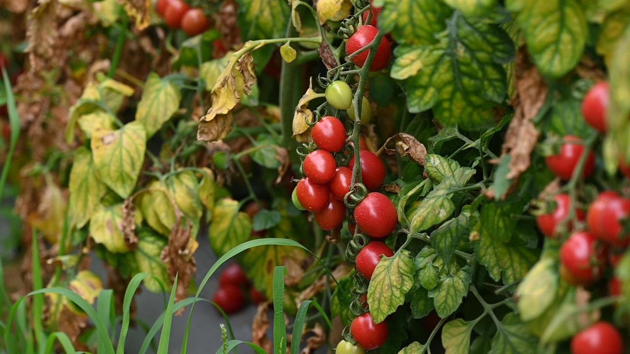 【玉凤镇：小番茄“上山” 红果果变“黄金果”】

近日，百色市田阳区玉凤镇朔柳村