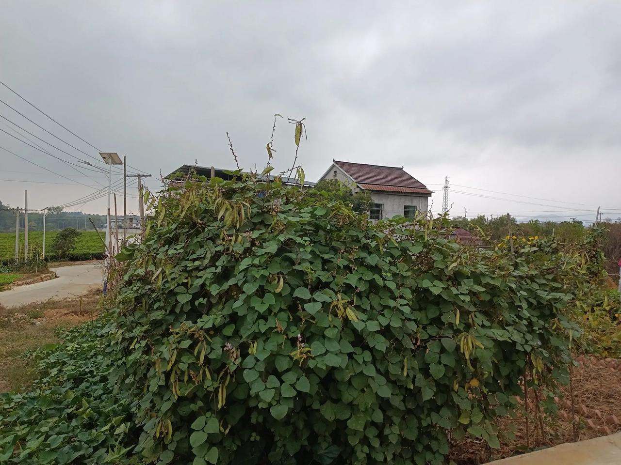 月亮菜
秋天寒露季节，月亮菜依旧挂满枝头，下期花朵少了些许，气温下降该猫冬了。