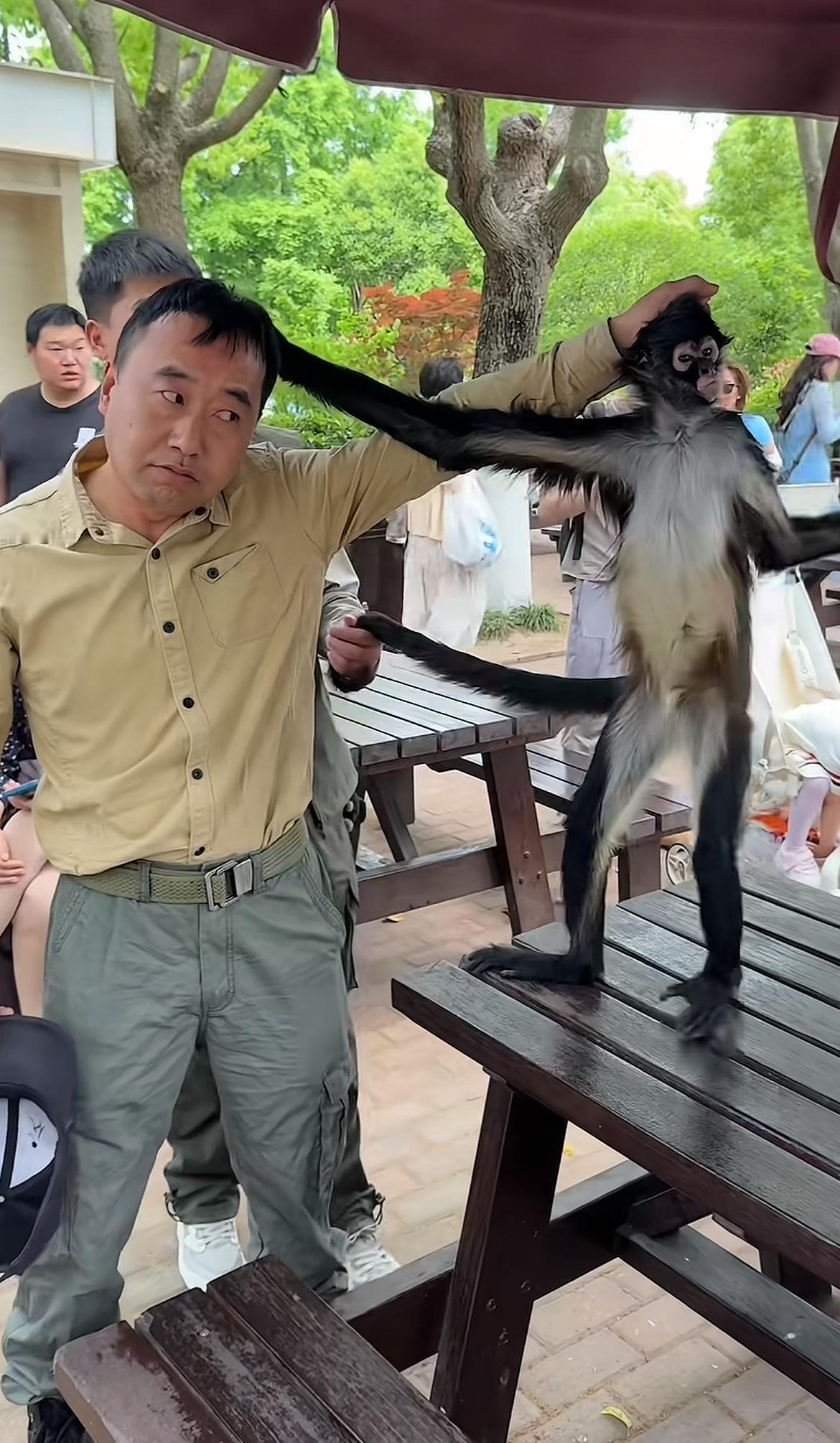 上海野生动物园一只叫“豆豆”的网红蜘蛛猴，因为和饲养员互相“薅头发”的搞笑互动，