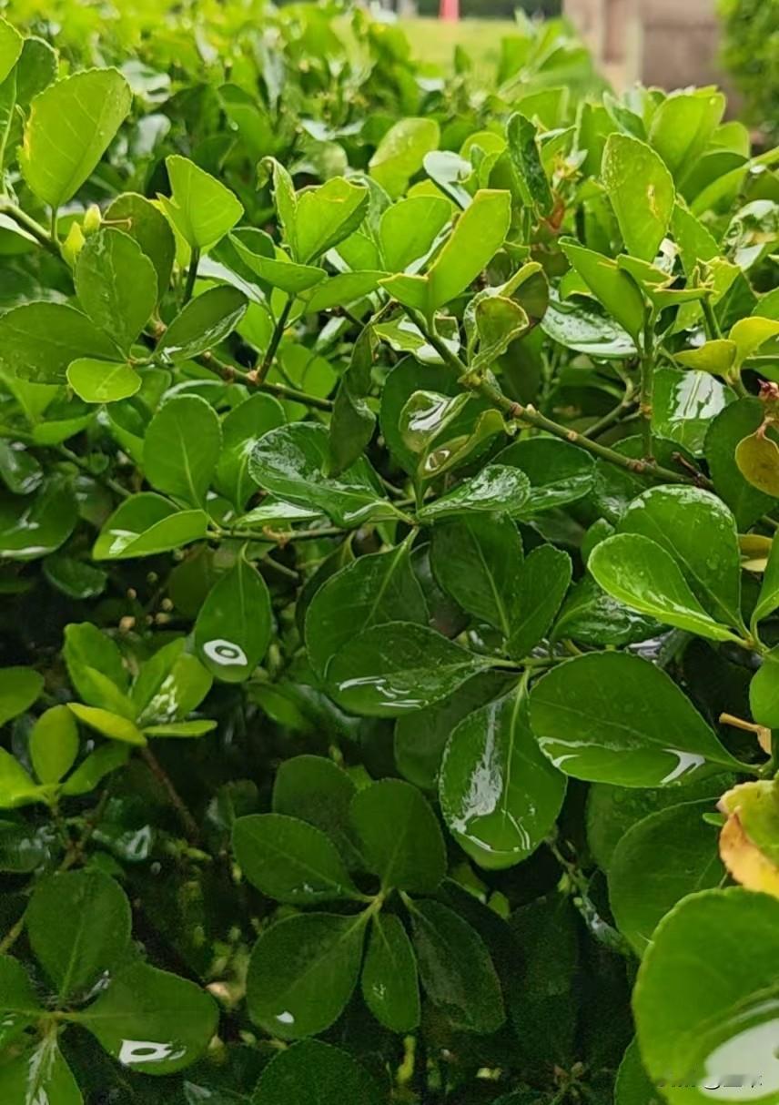 今天是4月16日，星期四。
天气预报真是太准了，北京今天真的下雨了。
此时此刻外