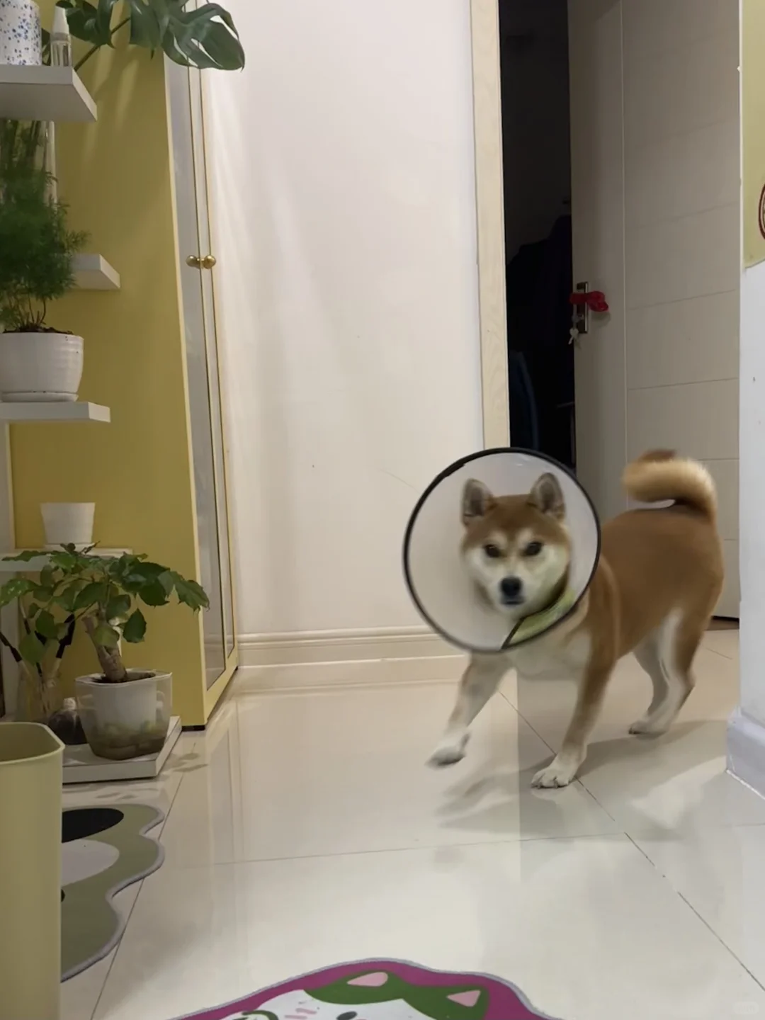 小狗 你同手同脚了