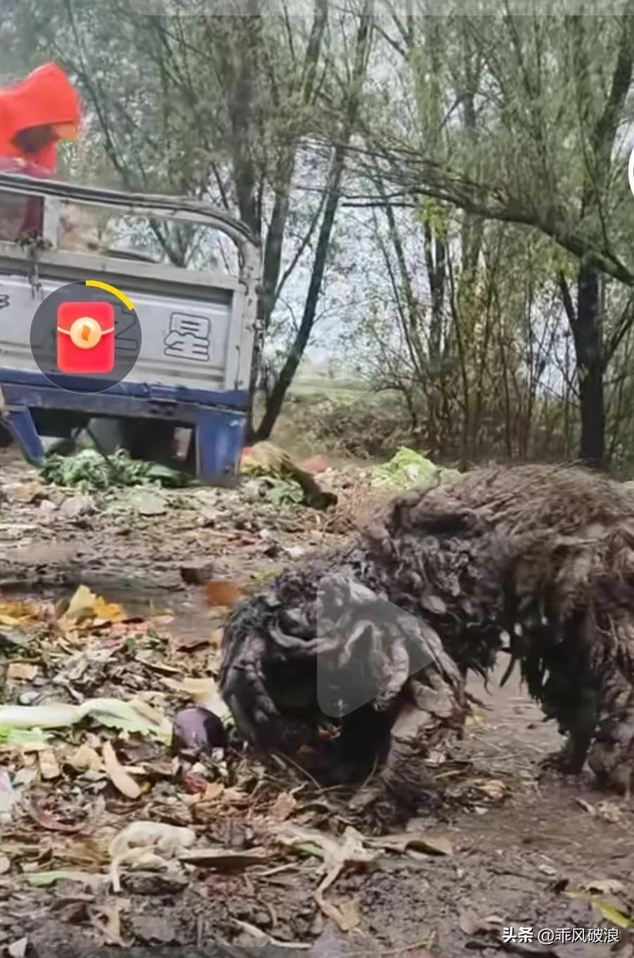 大冬天了一只小流浪狗在垃圾厂里找食物，由于长时间被人抛弃大脏大臭了，好多人看到经