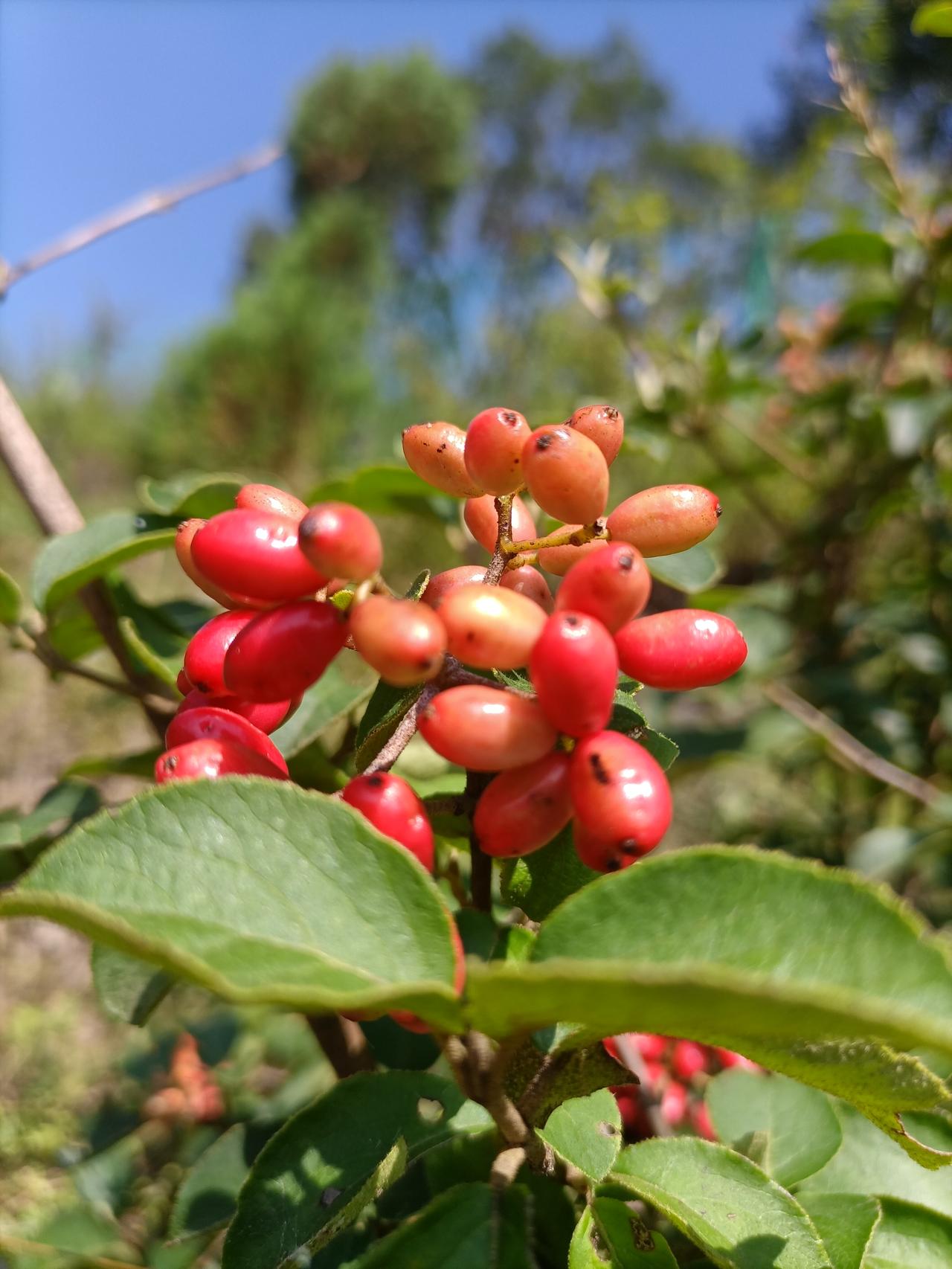 【夏之韵·连城山上的勾儿茶的红果】夏日生活打卡季
好久好久没去爬山了。
今天没有