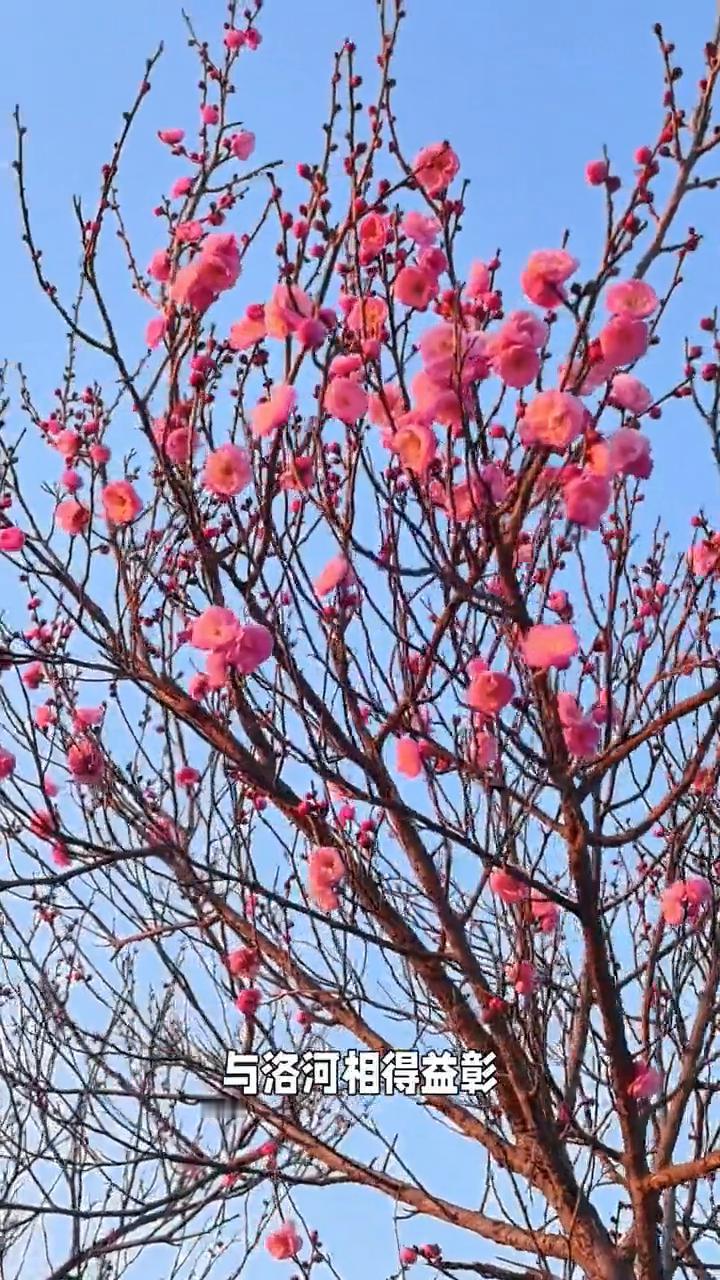 跨年旅游打卡宝藏地太带劲了，洛阳瀍壑朱樱景区红梅花开。
朋友们，到洛阳跨年旅游的