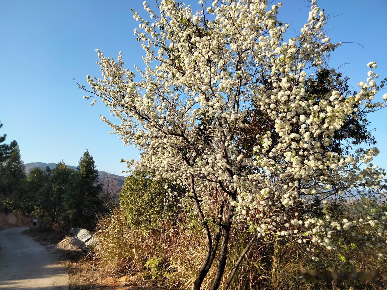 爬山途中发现一棵树开满花，满树银花十分好看！