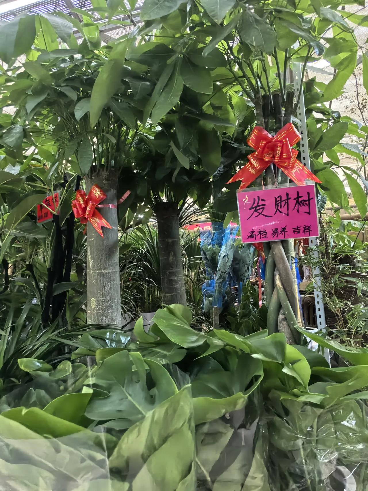 上周去了陈砦花卉市场，好久没来了，里面变化很大的，有卖动物的，花花草草品种也很多