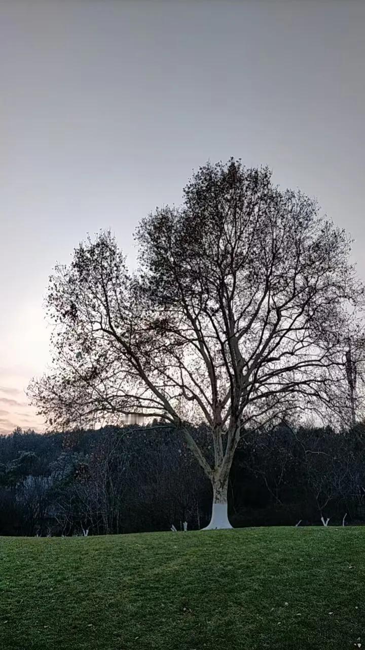 随手一拍风景照。