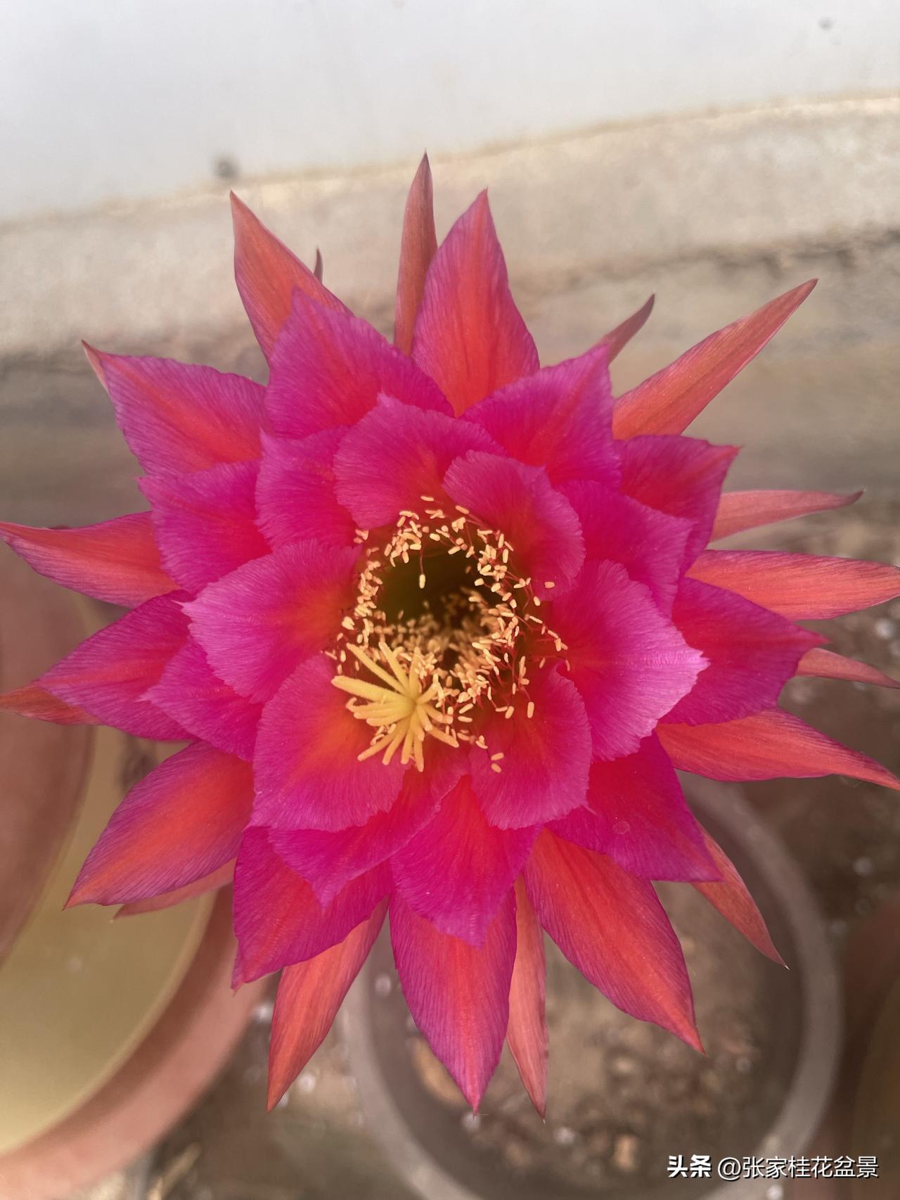 你们的仙人球开的啥样的花?这是我家的仙人球开的花，仙气十足，名字叫荷花