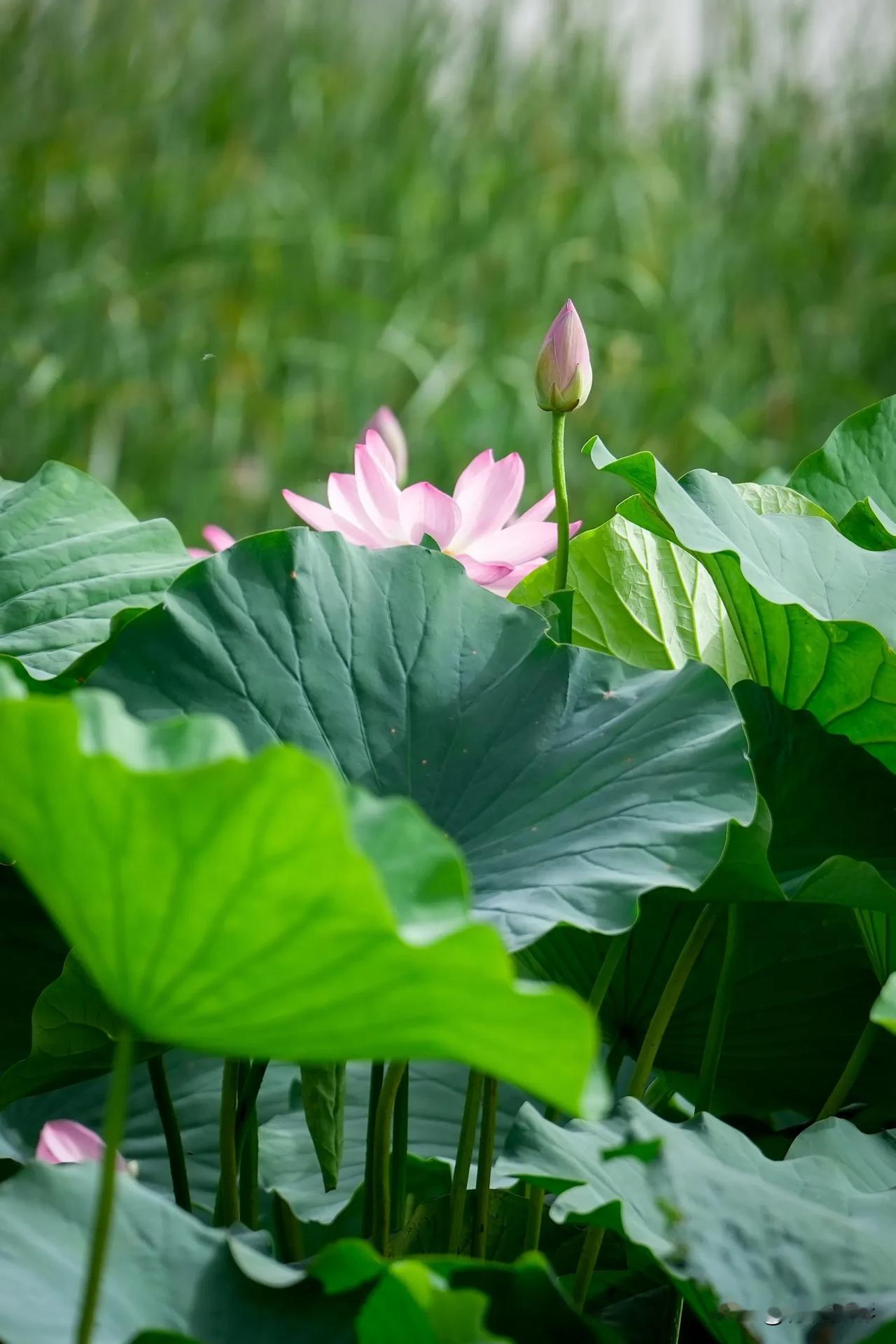 【生如夏花】荷花#快乐风光摄影# #随拍荷花风景#