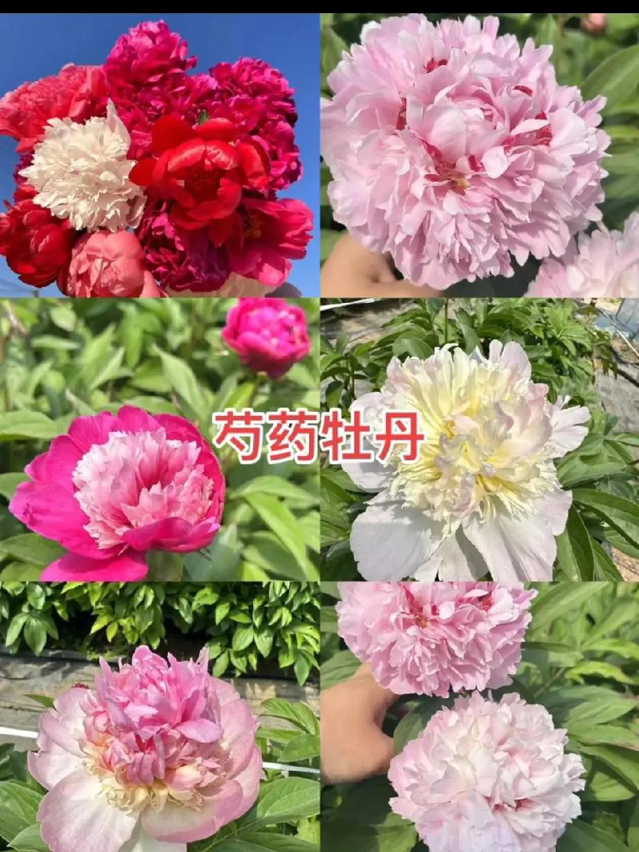 《牡丹颂》原创
洛邑芳魂韵里藏，
天姿国色映韶光。
千年盛誉传今古，
独占春枝梦