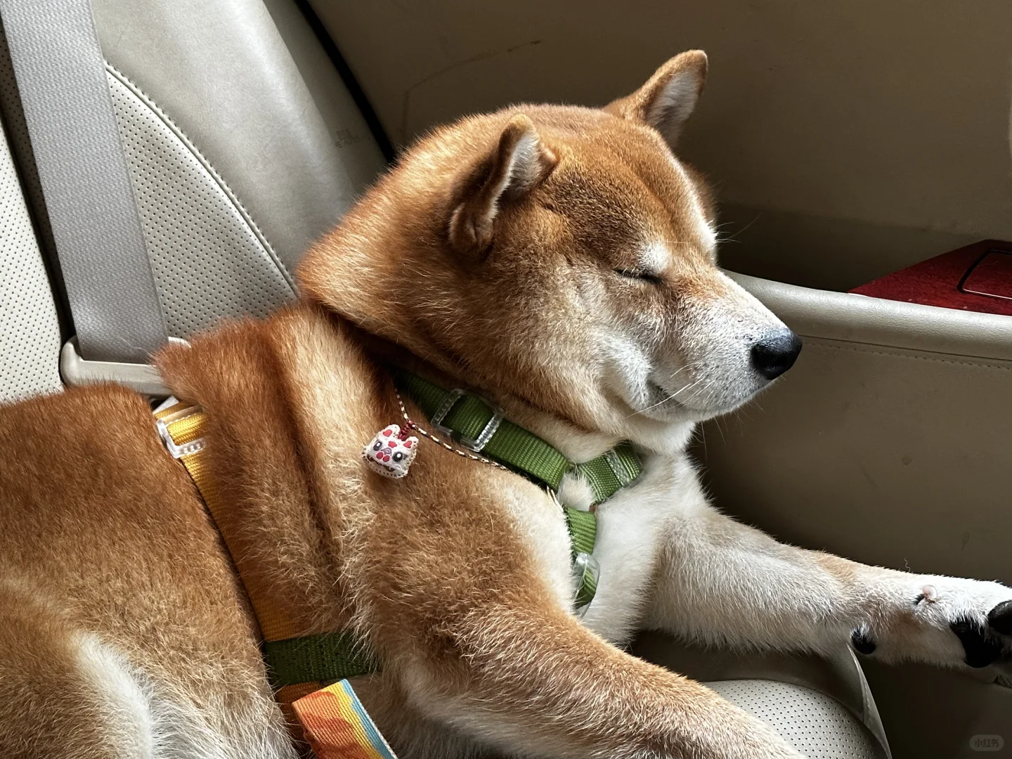胖出褶