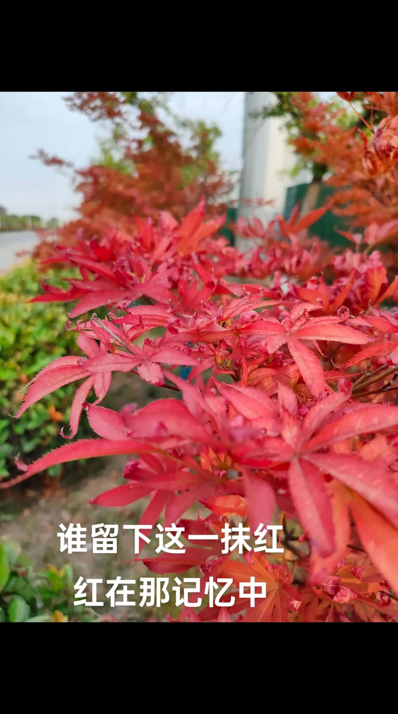 莫道秋来早
请看枫林红
牵手登高处
—————