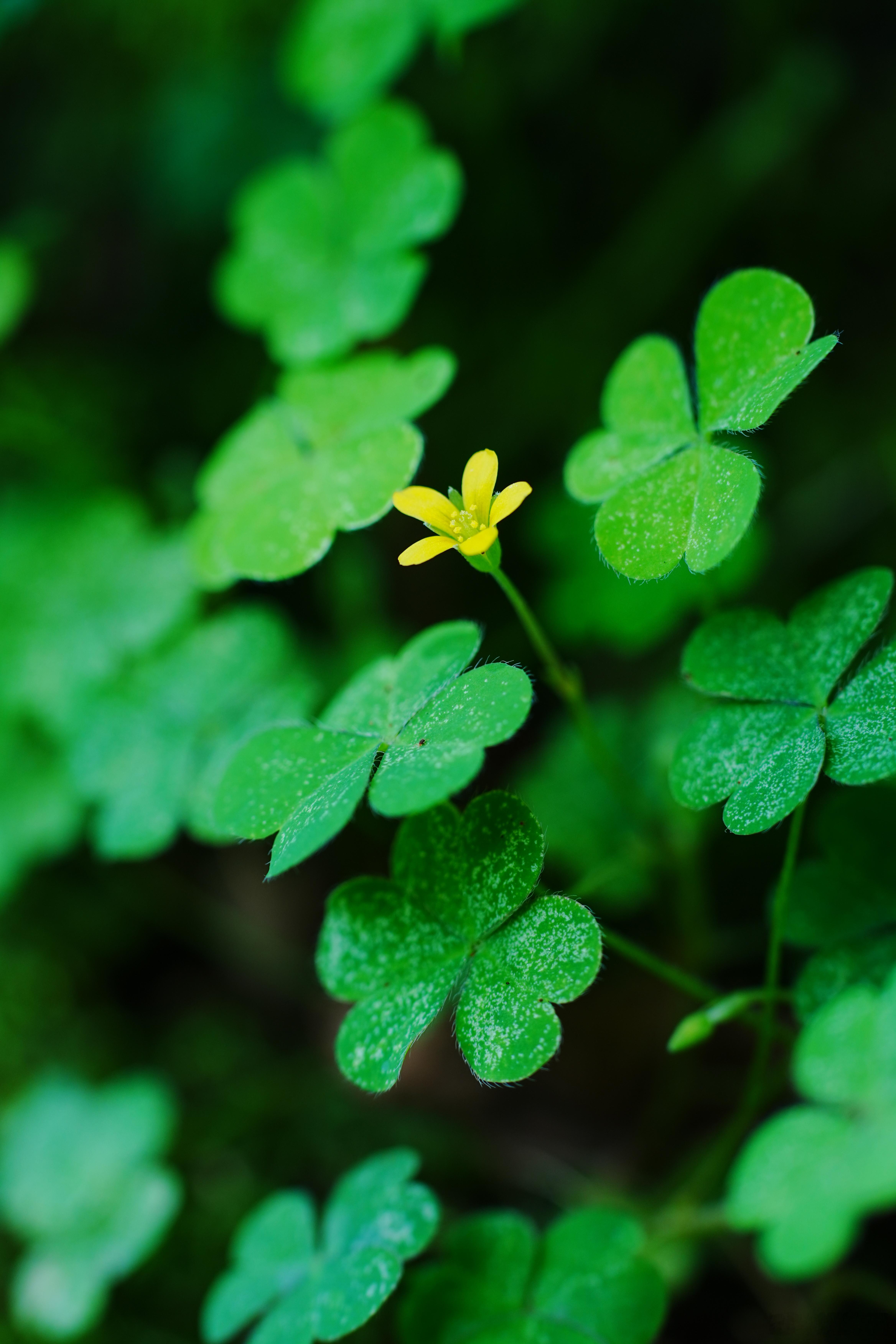 没想到三叶草【酢浆草】的花还有黄色的摄影分享 ​​​