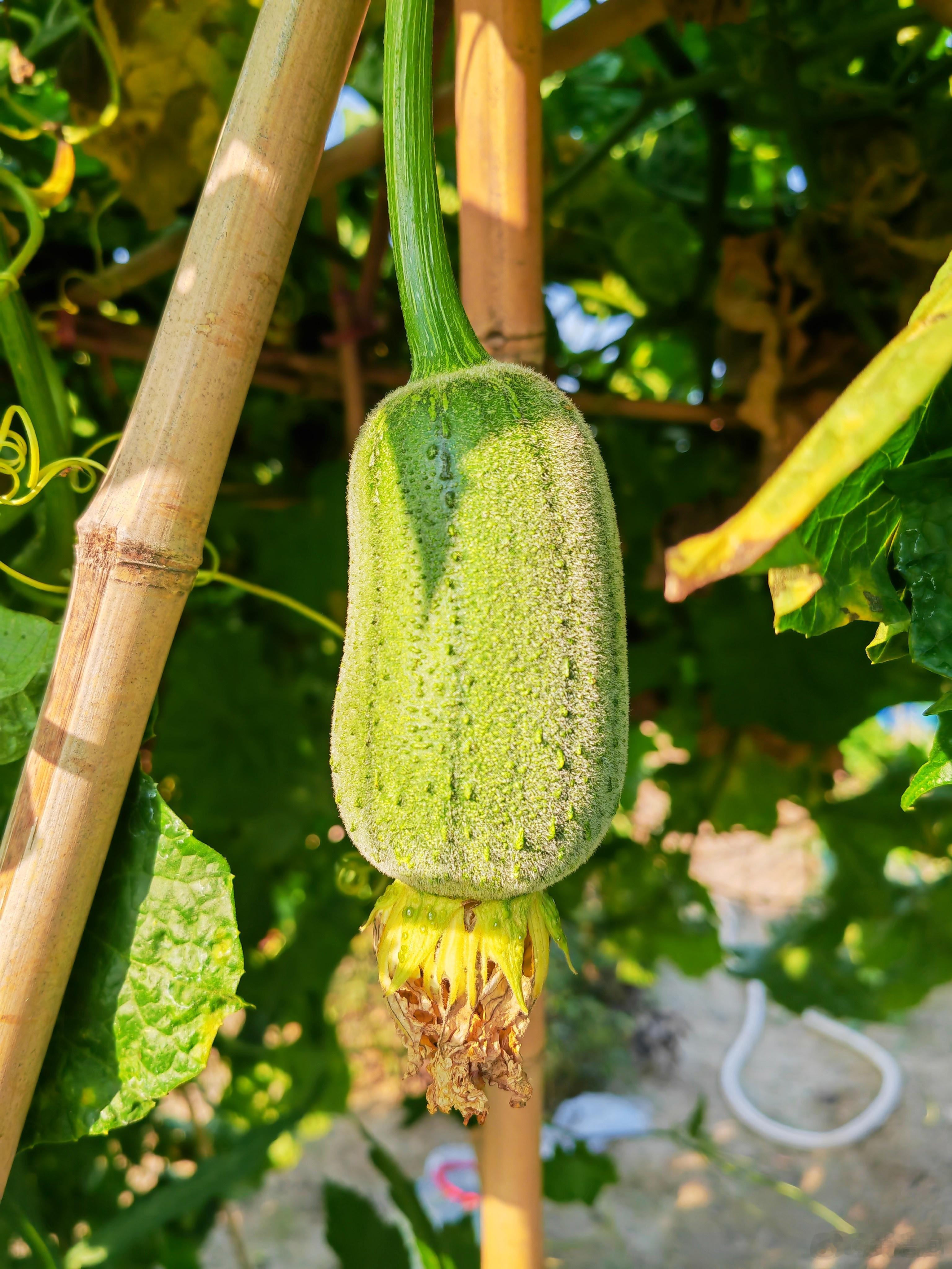 整夏不见瓜，秋来忽挂果！今年秋天的惊喜～进菜园必拍 ​​​