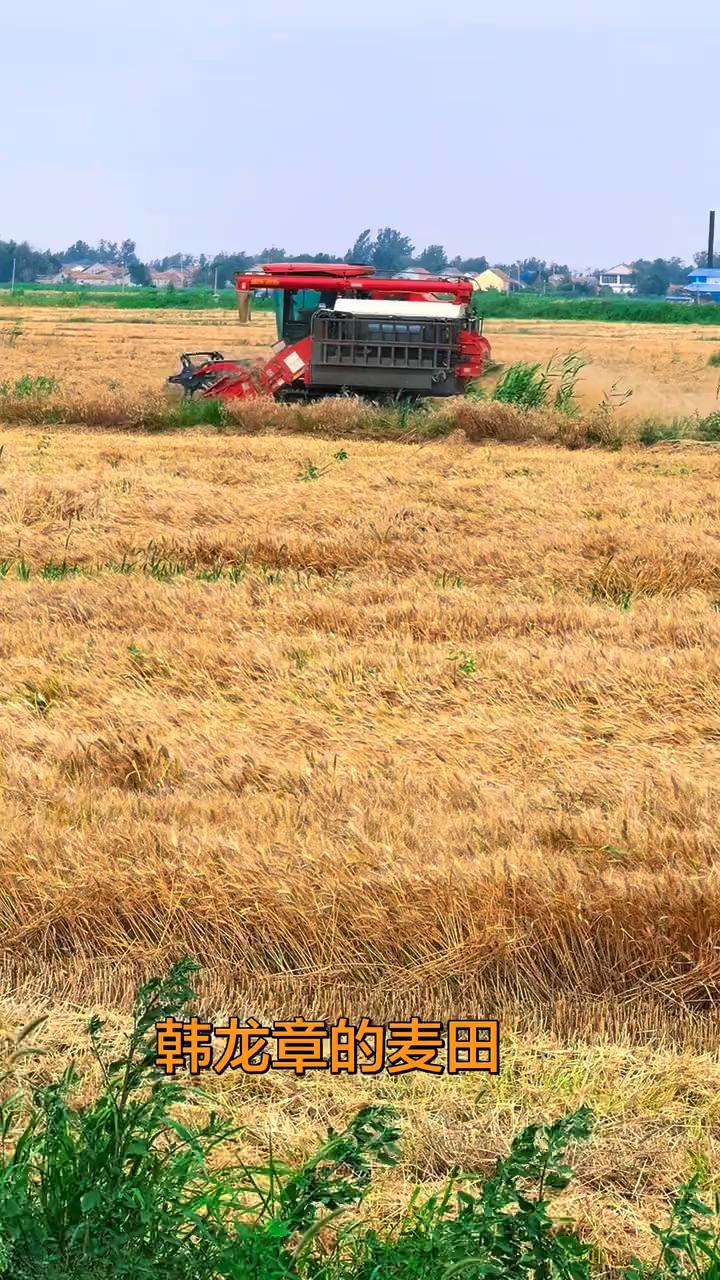 韩龙章的麦田。