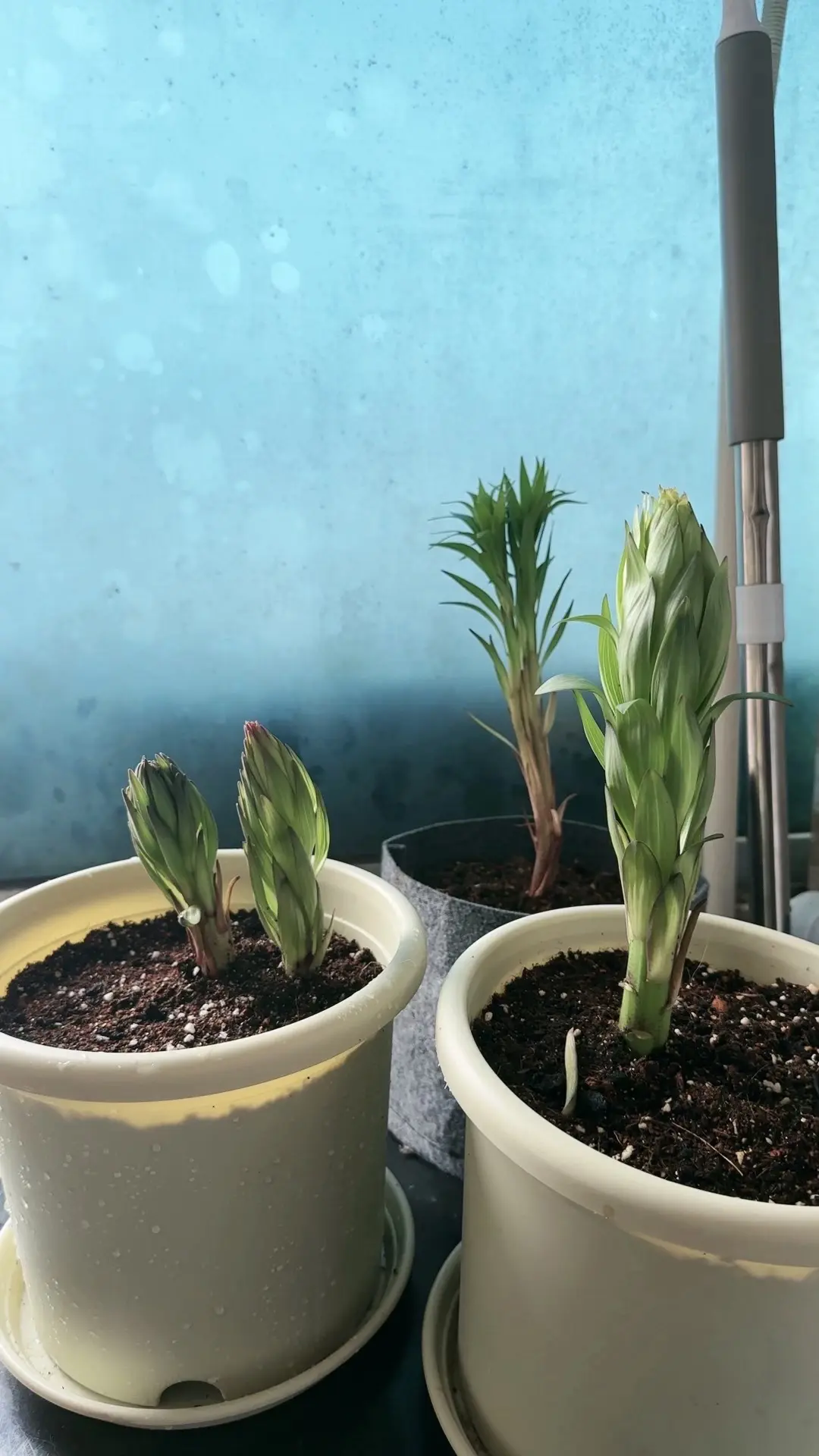 都说百合不能淋雨，现在外面下雨了又把它端房间里了！