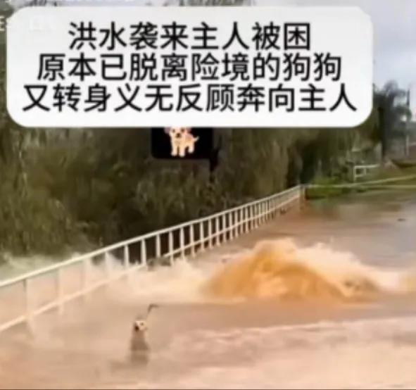 洪水来了，几乎是倾泻而下，没有什么反应的时间，狗狗三下两下的跳跃而出，轻松的逃出