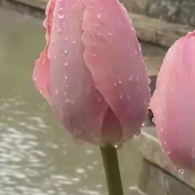 生命最美的姿态，或许就是秋叶与秋光般的淡然——褪去喧嚣浮躁，沉淀岁月宁静。当岁月
