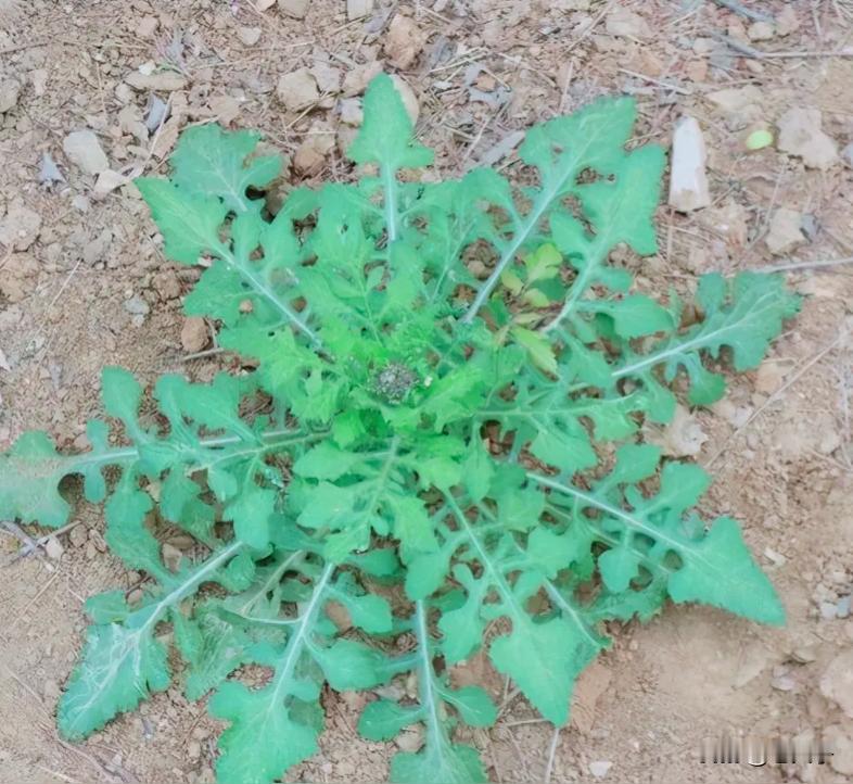 东北方言之（713）荠荠菜幌子：
幌子就是冒牌仿冒的意思，这种菜长得很像荠荠菜，