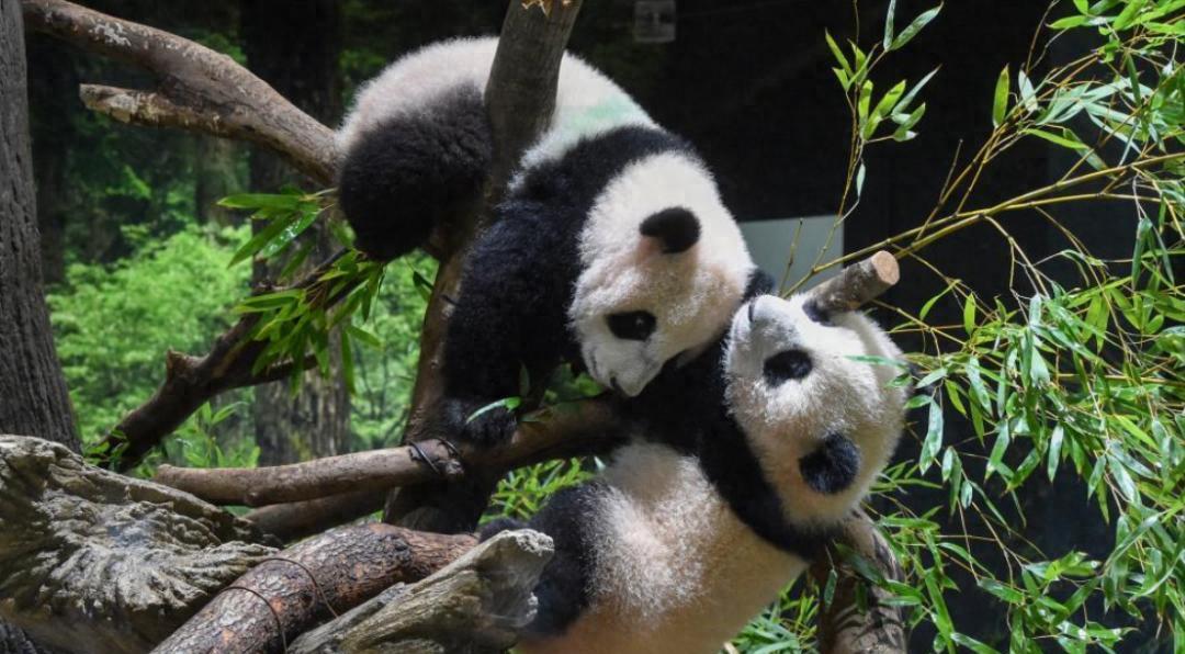 日本宣布了
 
12月15日，日本东京都政府发布消息称，旅居日本东京上野动物园的