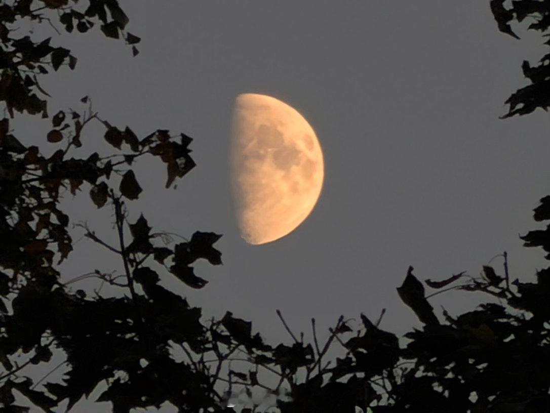 纽约 中央公园月夜黄昏时分，夕光把中央公园四周的楼宇染成金色。绵羊草坪（Shee