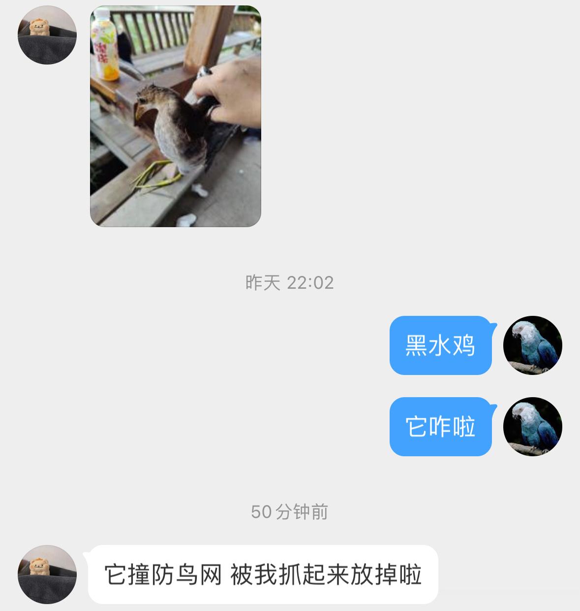#鸟粉投稿# 撞网上的【黑水鸡】🐔娴熟的抓鸡手法（揪翅膀 它会疼的奥已经放飞啦