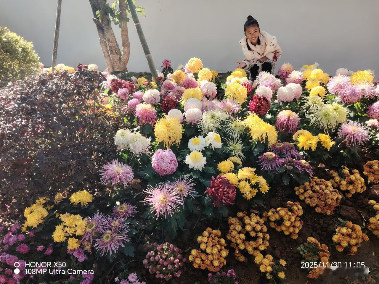 鸿蒙2025年度先锋体验11月30日《陶渊明纪念馆》赏菊花