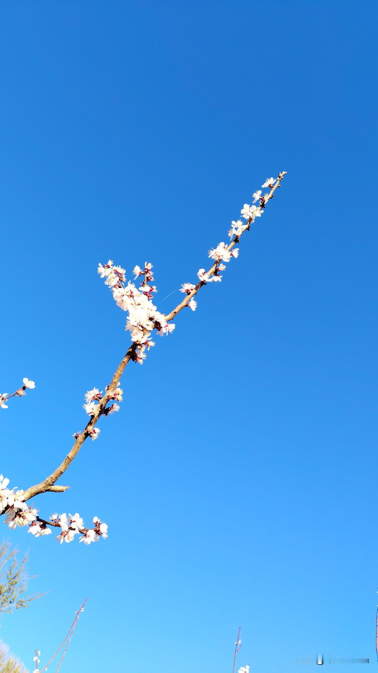 分享一张最近随手拍的照片