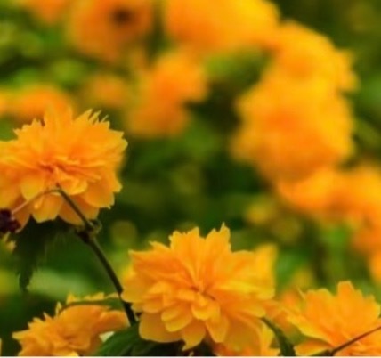 棣棠的种植方法1. 栽培方式：园土掺少量腐叶土，中性、微酸性土壤均可；落叶丛生灌